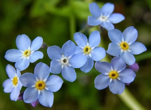 Unutmabeni (beni unutma) çiçeği nasıl yetiştirilir? Bakımı nasıl yapılır?
