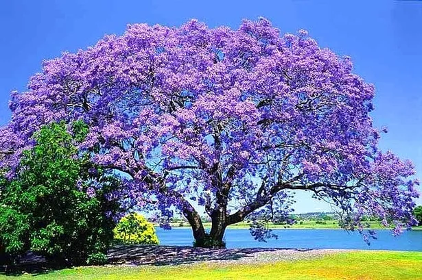 Jacaranda Ağacı Nasıl Yetiştirilir? Bakımı Nasıl Yapılır?