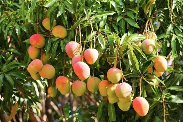 Mango Ağacı Nasıl Yetiştirilir? Bakımı Nasıl Yapılır?