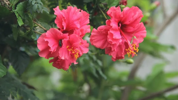Hibiskus çiçeği nasıl yetiştirilir? Bakımı nasıl yapılır?