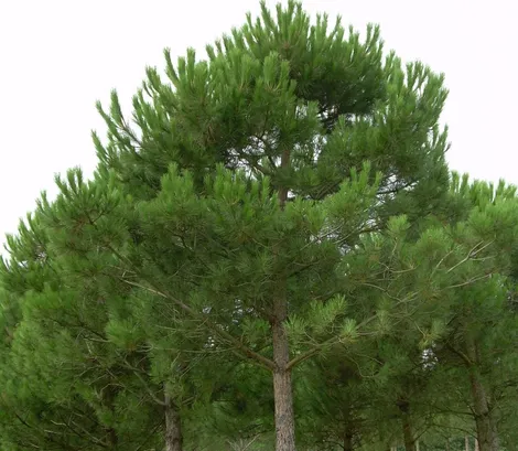 Çam Fıstığı Ağacı Nasıl Yetiştirilir? Bakımı Nasıl Yapılır?