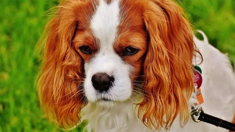 Evde Besleyebileceğiniz Köpek Cinsleri Nelerdir?